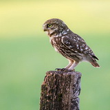 Little owls